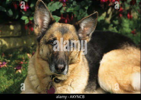 german shepherd dog alsatian Stock Photo