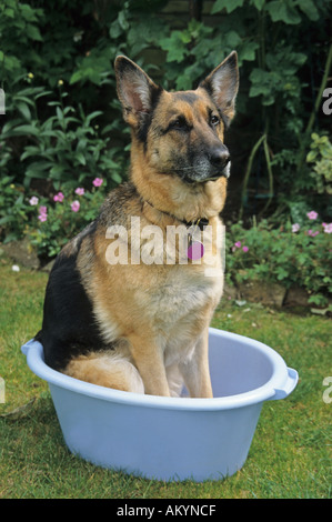 german shepherd dog alsatian bathtime Stock Photo