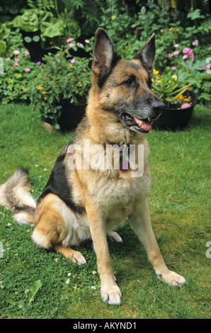 german shepherd dog alsatian Stock Photo