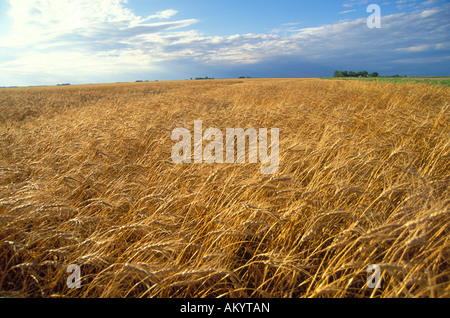 Wheat field in the Red River Valley of Minnesota Stock Photo