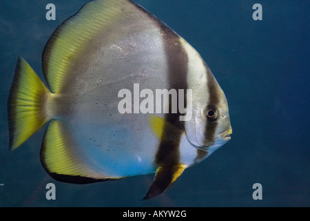 Tropical Fish, Phuket Aquarium, Phuket, Thailand Stock Photo