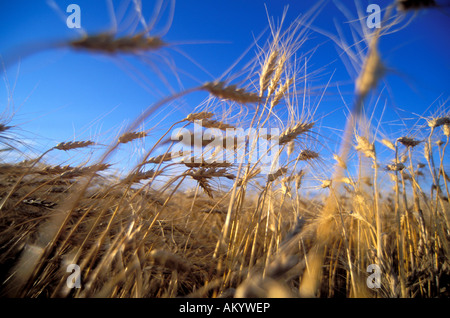 Wheat field in the Red River Valley of Minnesota Stock Photo