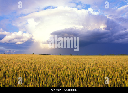 Wheat field and storm in the Red River Valley of Minnesota Stock Photo