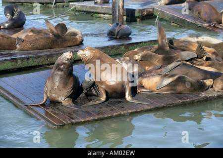 Sea lions at the Pier 39 in San Francisco California, USA
