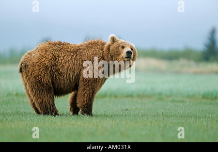 Brown bear (Ursus arctos), Katmai N.P., Alaska Stock Photo