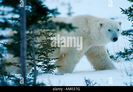 Polar bear (Ursus maritimus), Hudson Bay, Canada, North America Stock Photo