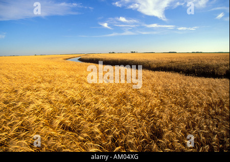 Wheat field in the Red River Valley of Minnesota Stock Photo