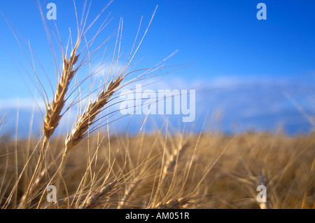 Wheat field in the Red River Valley of Minnesota Stock Photo