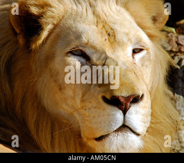 Portrait of male White lion Stock Photo