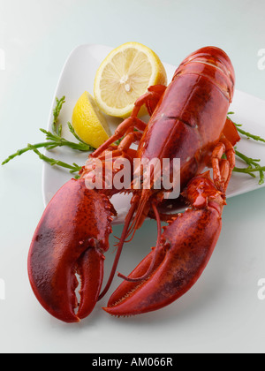 Whole cooked lobster gourmet editorial food Stock Photo