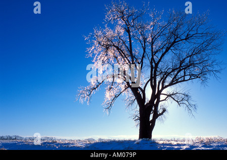 Ice Covered Tree Stock Photo
