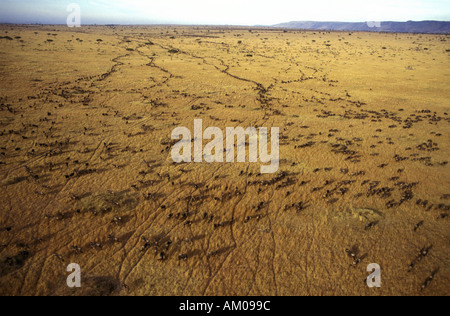 Aerial view of Wildebeest migration Stock Photo