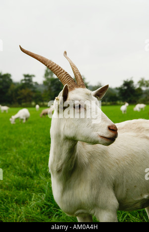 White german goat with horn Stock Photo