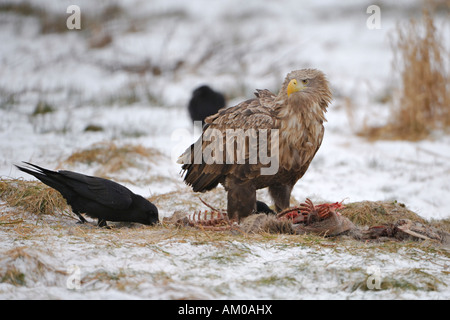 Common Ravens and a White Tailed Eagle at the bait Stock Photo