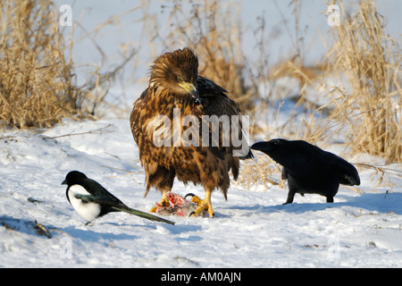 Common Raven yanking the tail feather of the White Tailed Eagle Stock Photo