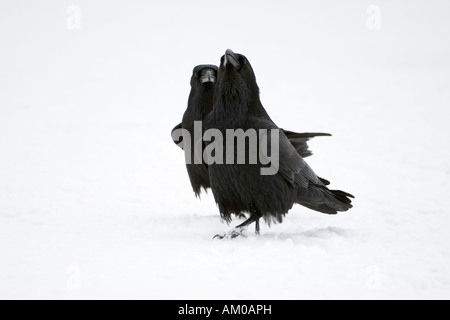 Pair of Common Ravens, mating Stock Photo