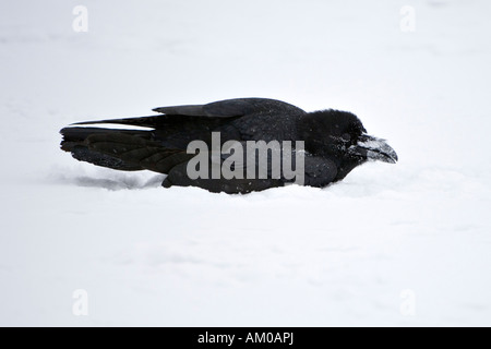 Common Raven, taking a bath in the snow Stock Photo