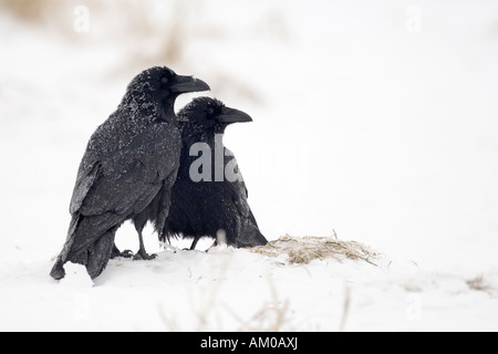 Pair of Common Ravens, mating with frosted plumage Stock Photo