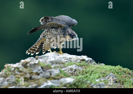 Peregrine Falcon (Falco peregrinus), fledgling, with raised wings Stock Photo