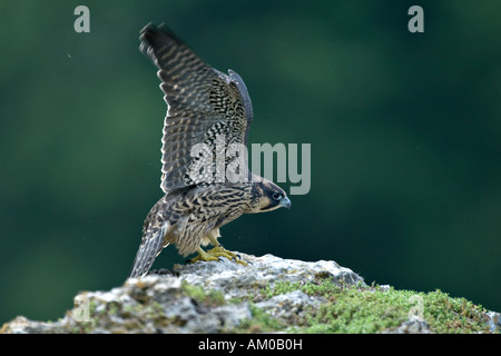 Peregrine Falcon (Falco peregrinus), fledgling, flapping Stock Photo