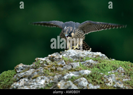 Peregrine Falcon (Falco peregrinus), fledgling, calling and flapping Stock Photo