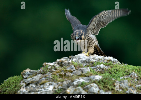 Peregrine Falcon (Falco peregrinus), fledgling, calling and flapping Stock Photo