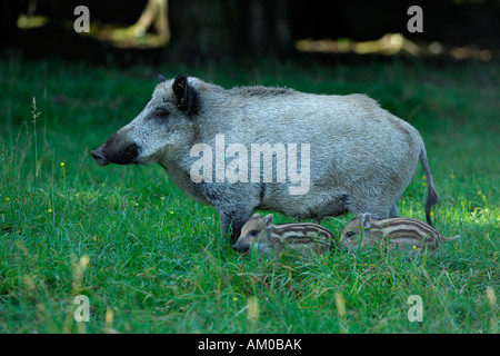 Boars (Sus scrofa), wild sow with shoats Stock Photo