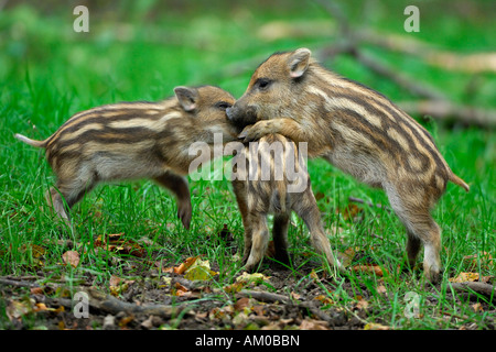 Shoats, boars (Sus scrofa), playing Stock Photo
