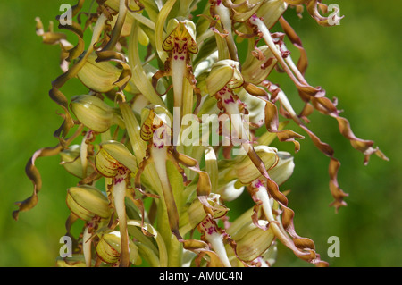 Lizard orchid (Himantoglossum hircinum) Stock Photo
