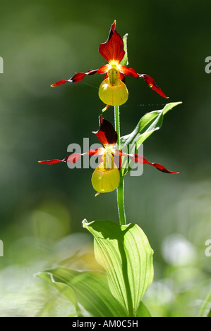 Lady's slipper orchid (Cypripedium calceolus) Stock Photo