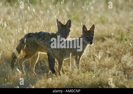 Black backed Jackals (Canis mesomelas), young animals in back light Stock Photo