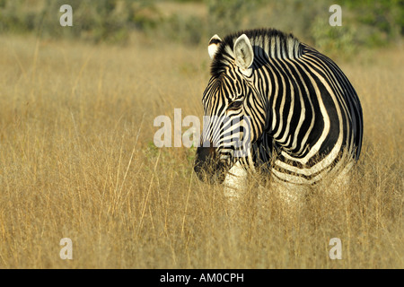 Plains Zebra, (Equus quagga boehmi) Stock Photo