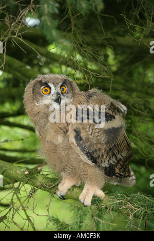 Young Eurasian Eagle owl (bubo bubo) Stock Photo