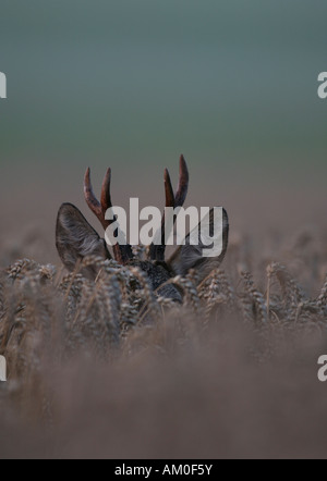 Strong Roebuck antler Stock Photo