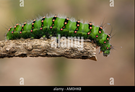 Emperor Moth Caterpillar Stock Photo