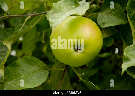 Bramley apple on tree Stock Photo
