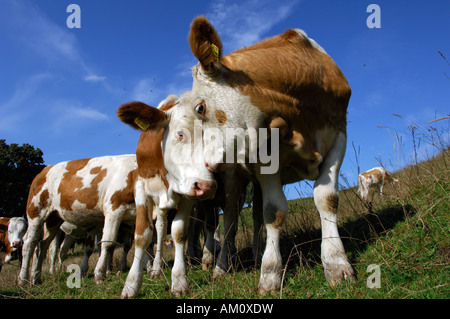 Calves on a meadow Stock Photo