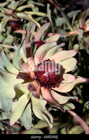 Leucadendron tinctum flower - Spicy Conebush-Family Protaceae and group of Leucadendrons called the Sun Conebushes-Status Rare Stock Photo