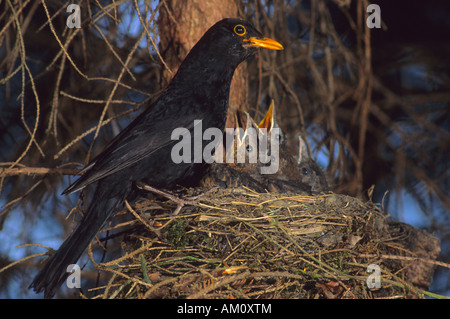 Blackbird (Turdus merula) at nest Stock Photo