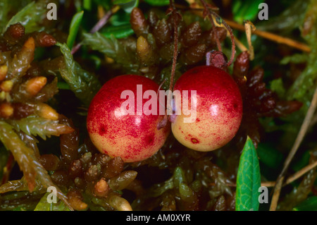 Cranberries (Vaccinium oxycoccus) Stock Photo