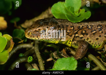 Sand Lizard (Lacerta agilis), female Stock Photo
