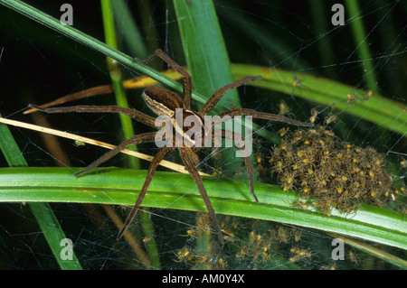 Raft spider (Dolomedes fimbriatus) guarding her young ones Stock Photo