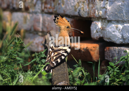 Hoopoe (Upupa epops) with food, Hortobagy, Puszta, Hungary