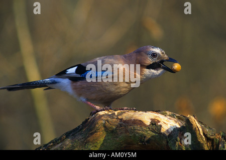 Eurasian Jay (Garrulus glandarius) Stock Photo