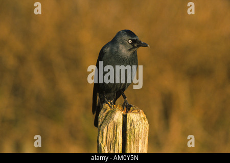 Jackdaw (Corvus monedula) Stock Photo