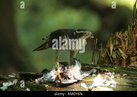 (Northern) goshawk (Accipiter gentilis), male with captured pigeon Stock Photo