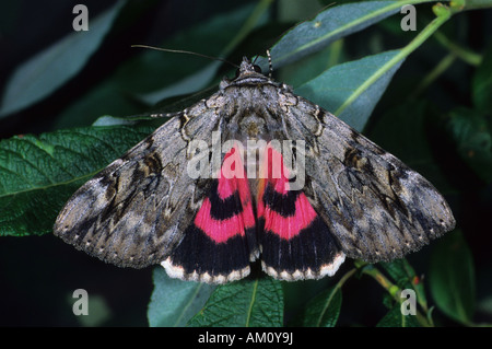 Red underwing [Catocala nupta] Stock Photo