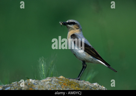 Northern Wheatear (Oenanthe oenanthe), female with food for its chick Stock Photo