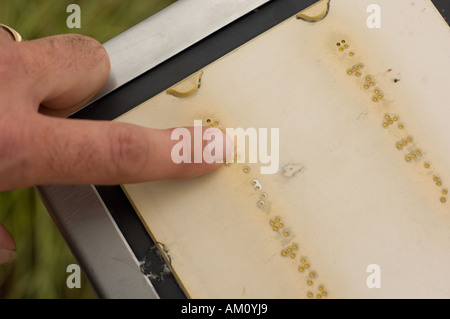 a blind  person reading the Braille plant information panel The Botanic Garden of Wales Llanarthne Carmarthen Wales UK Stock Photo