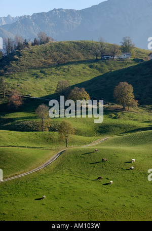 Cows grazing on autumnal alpine pasture brightened by evening sun, Tyrol Austria Stock Photo